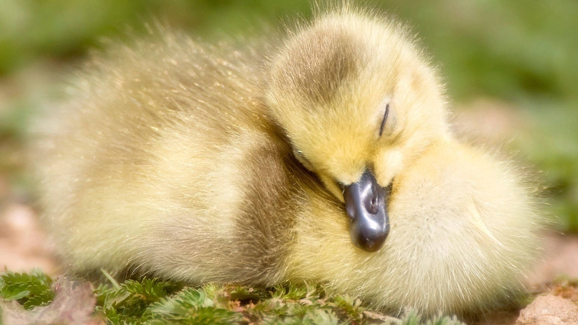 Sleeping Baby Duck Background