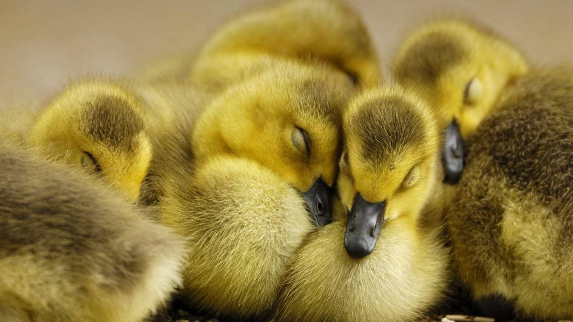 Sleeping Baby Ducks Background