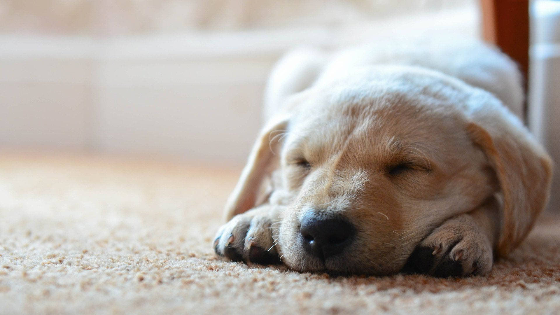 Sleeping Baby Labrador Dog On A Mat Background