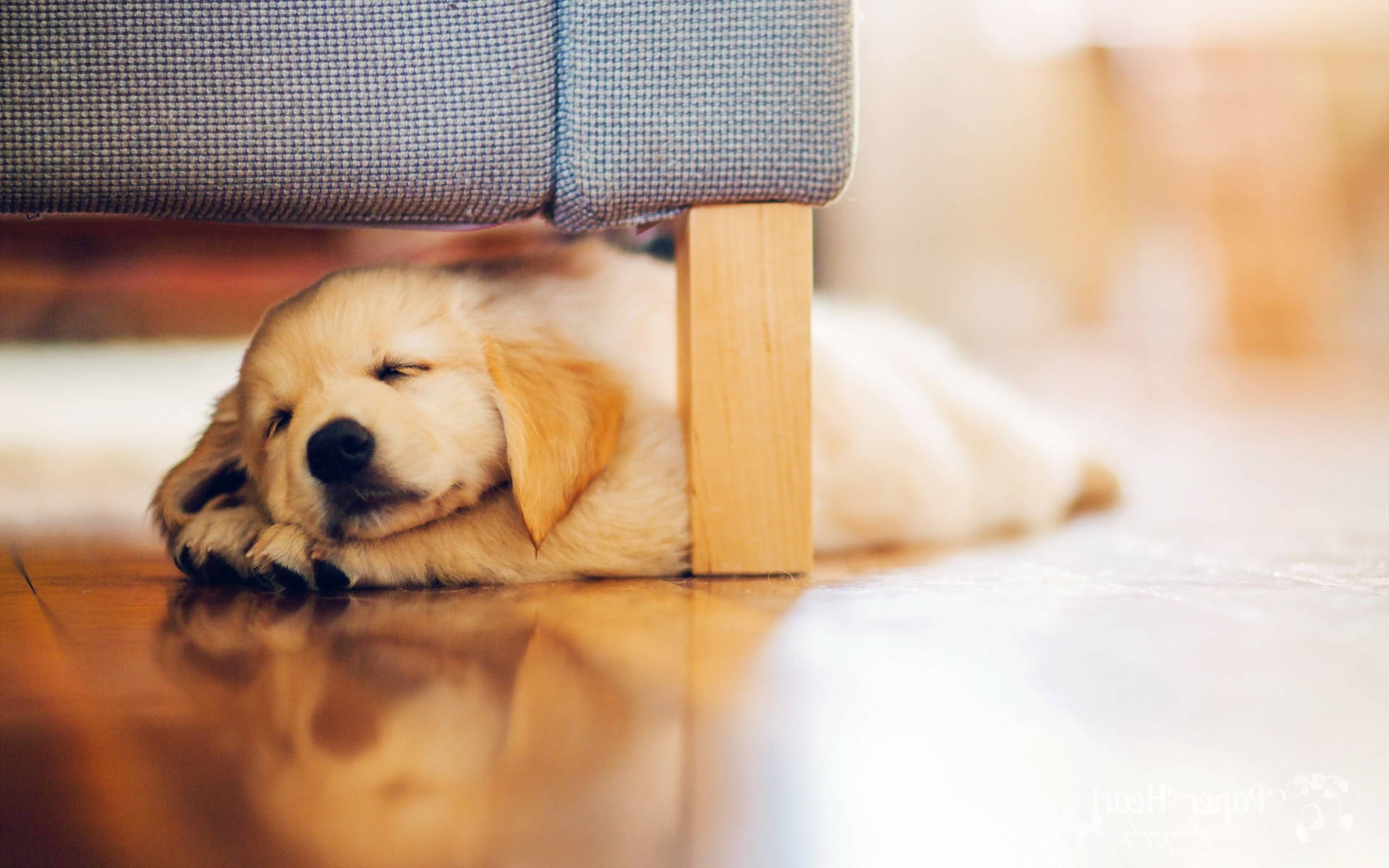 Sleeping Baby Retriever Dog Under The Couch