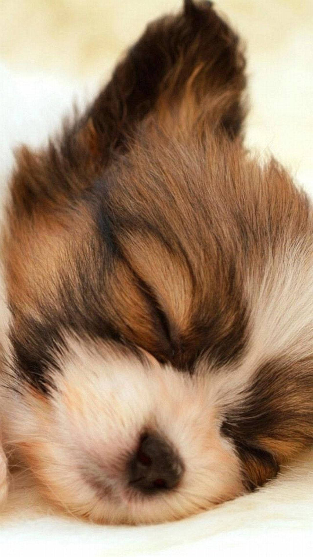 Sleeping Baby Shih Tzu Dog Background