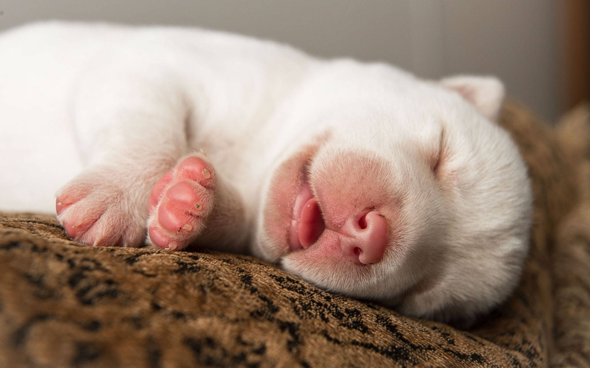 Sleeping Baby White Dog