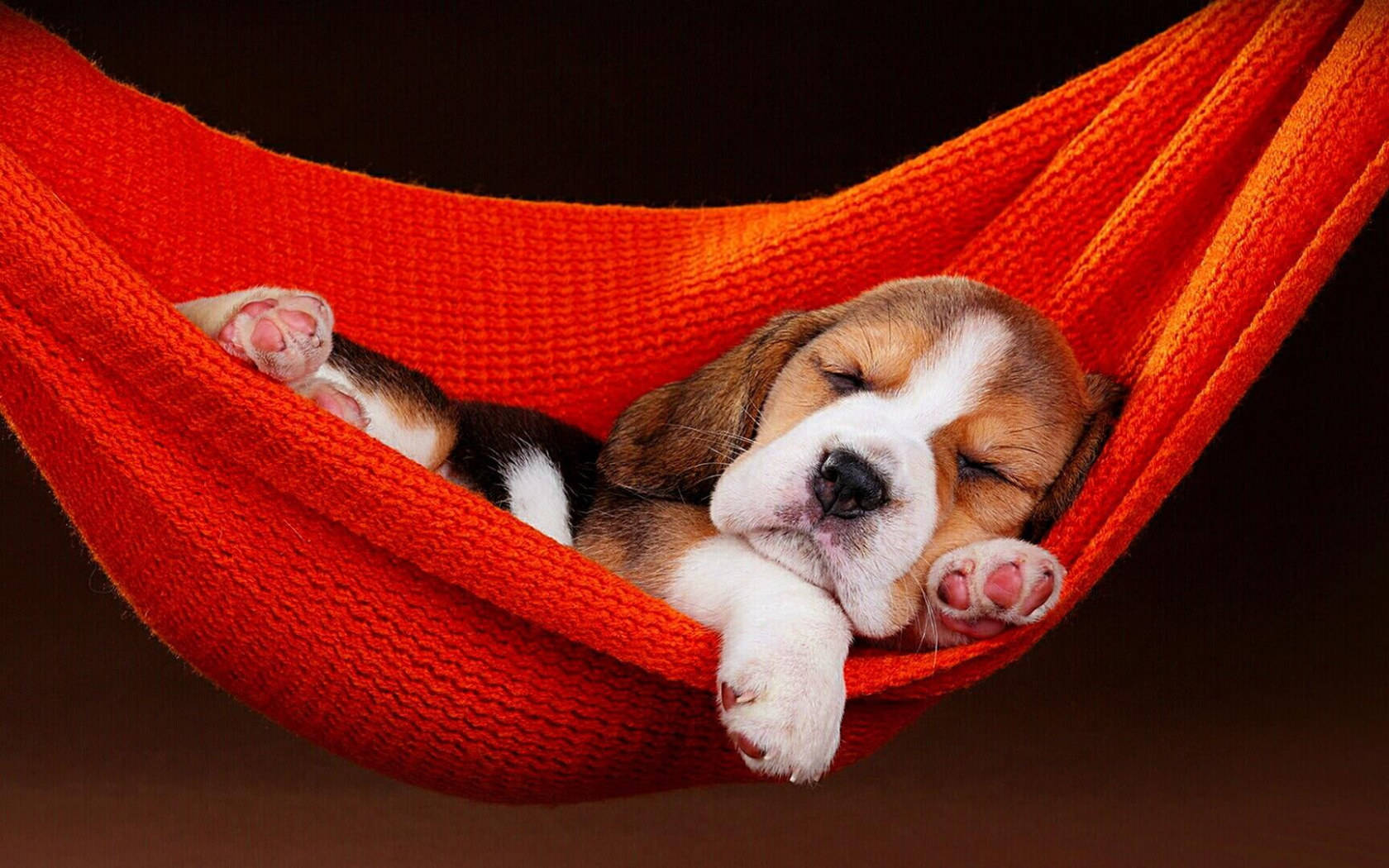 Sleeping Beagle Dog On Red Hammock