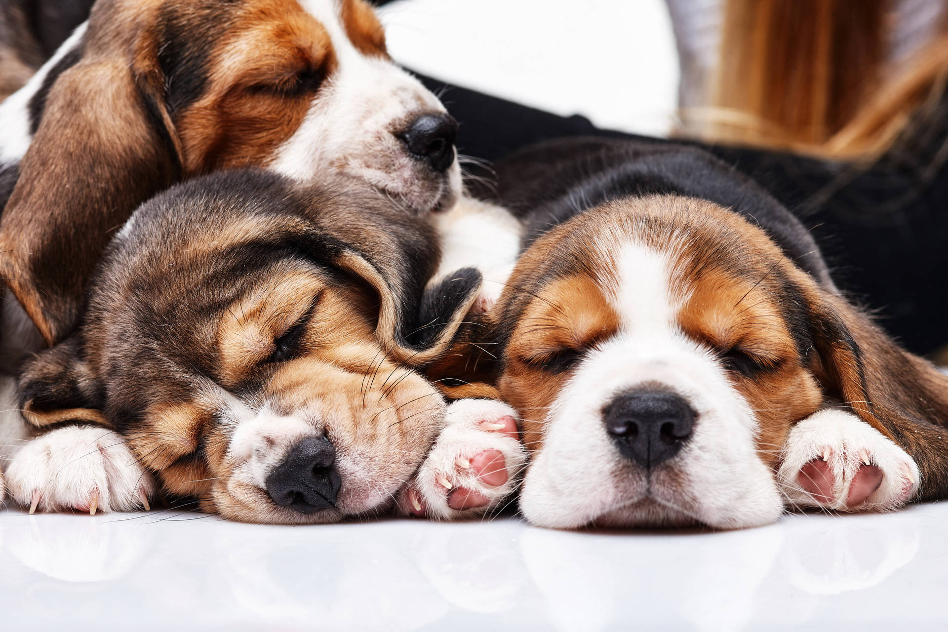 Sleeping Beagle Puppies Background