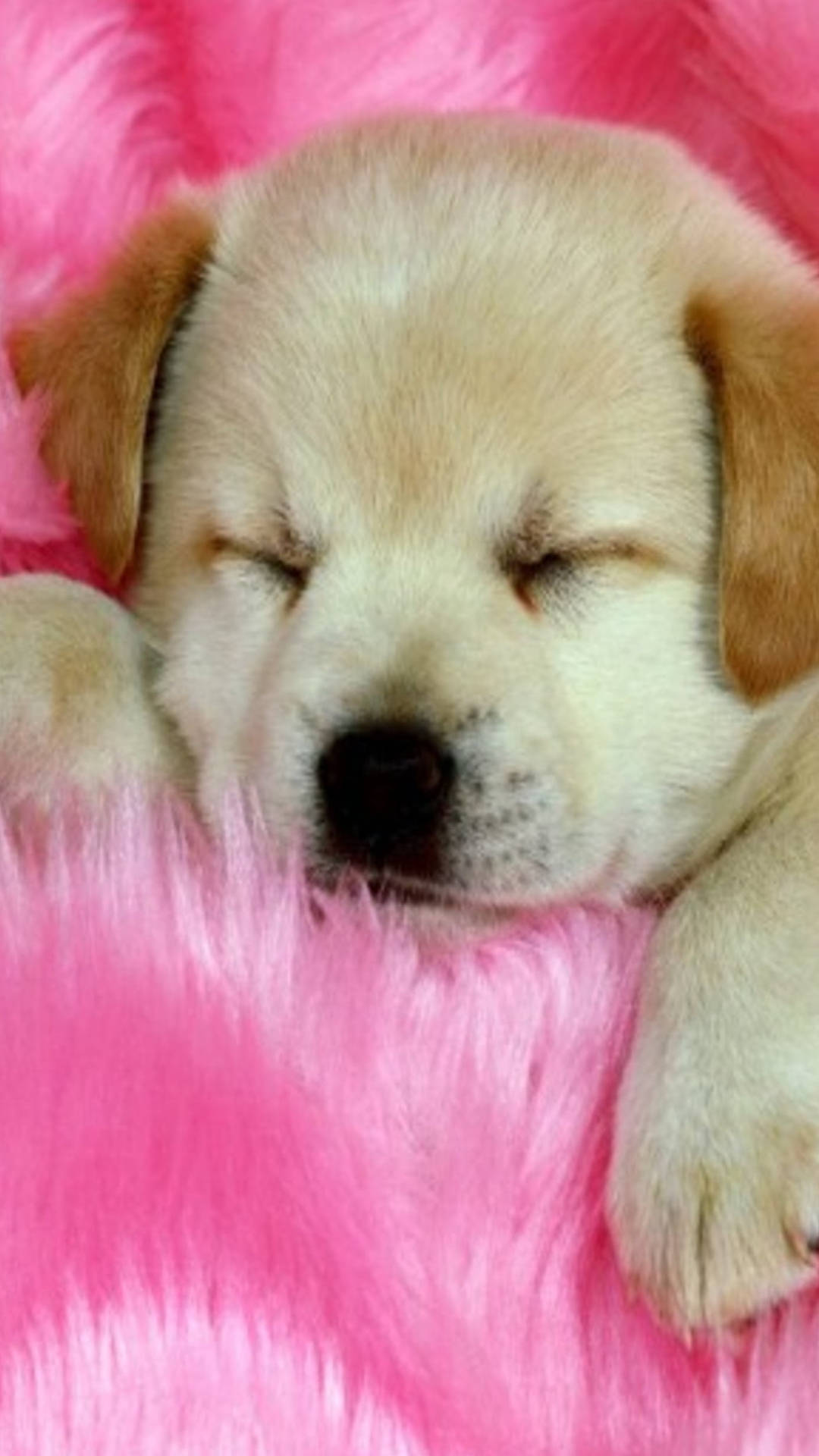 Sleeping Brown Puppy