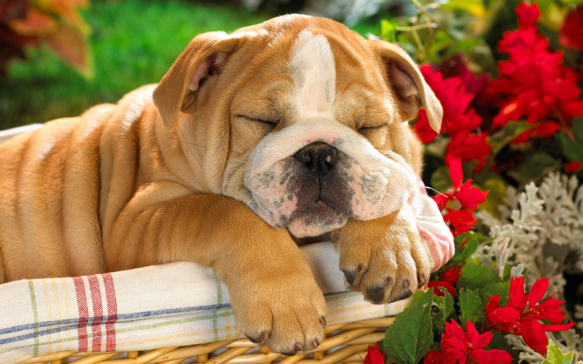 Sleeping Bulldog In Front Of Christmas Tree