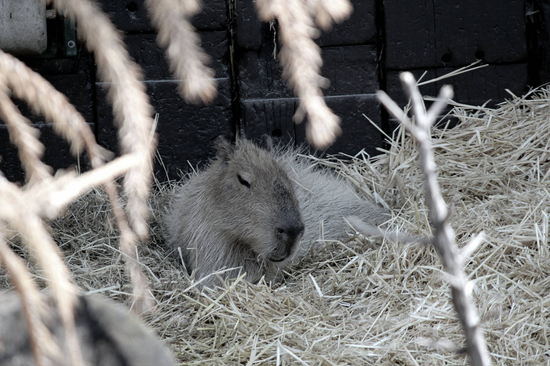 Sleeping Capybara On Hay Background