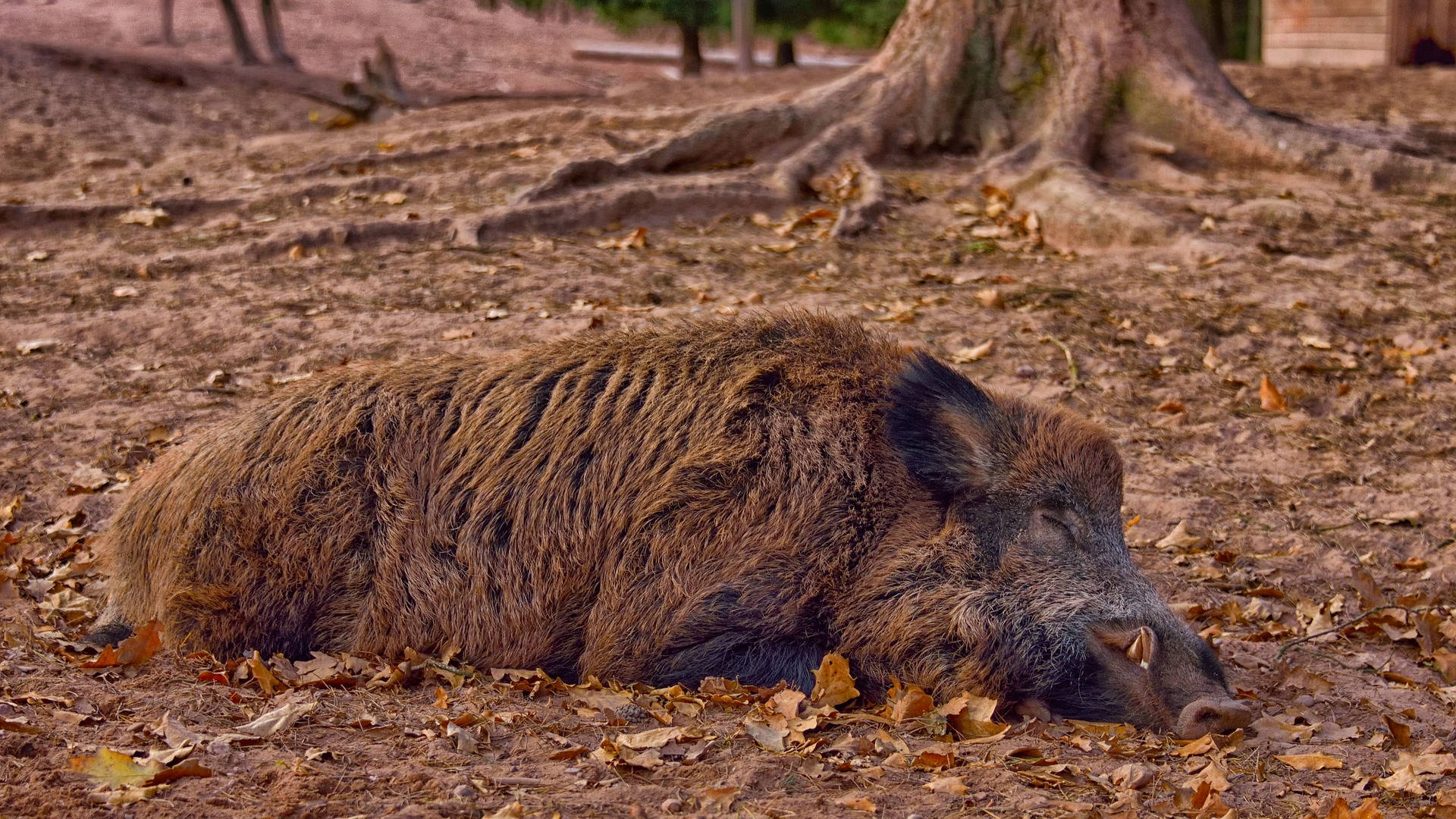 Sleeping Carpathian Wild Boar Background