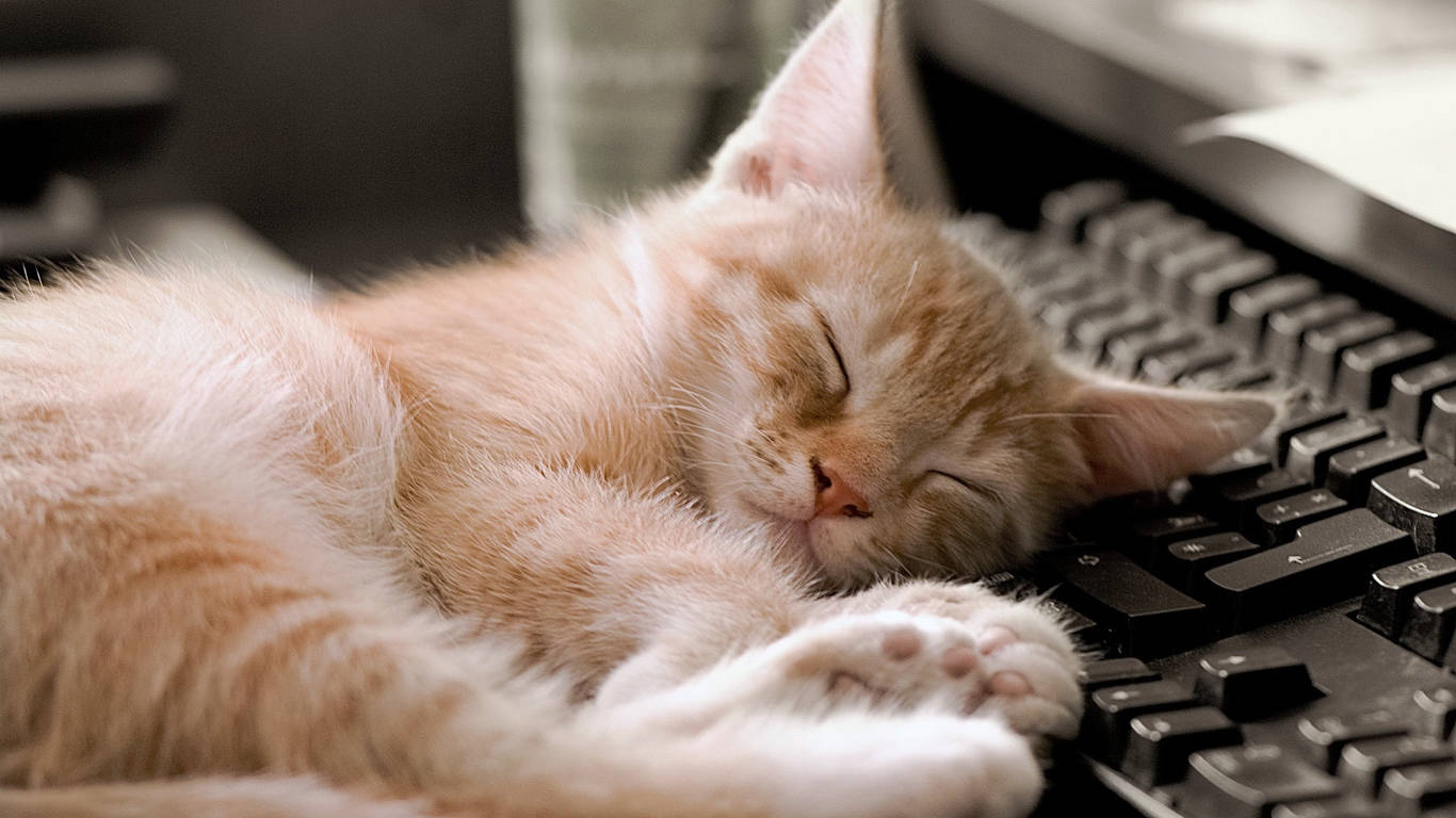 Sleeping Cat Classic Keyboard Background