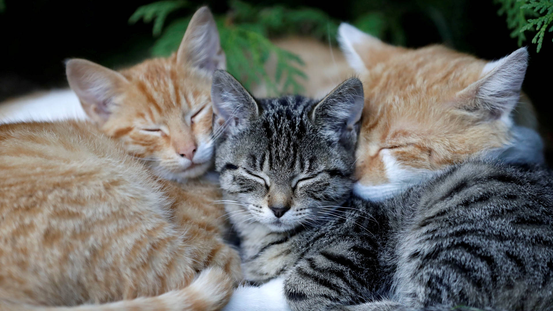 Sleeping Cat Trio