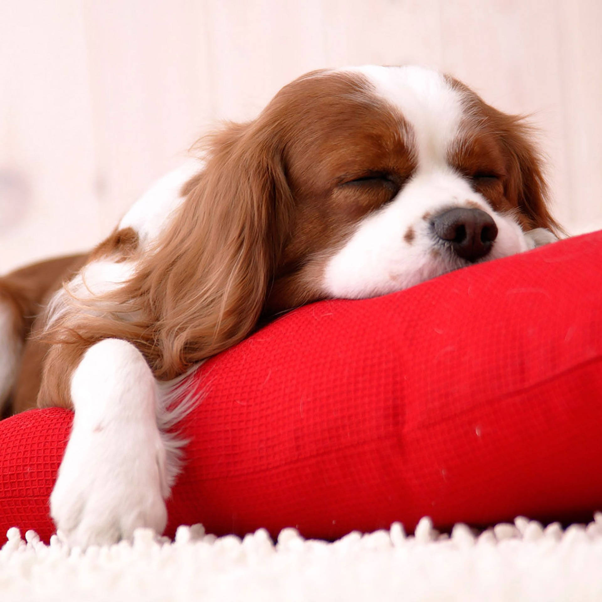 Sleeping Cavalier King Charles Spaniel Dog