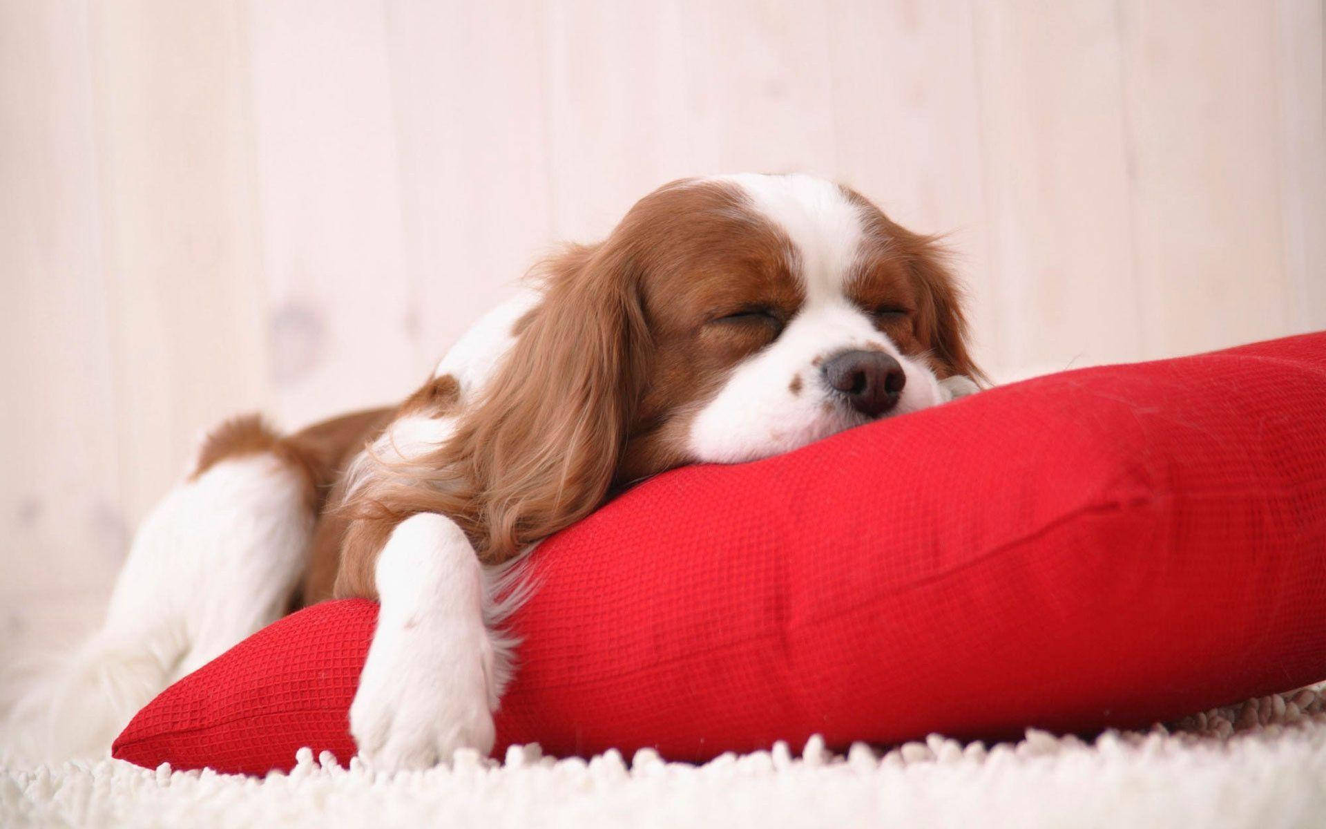 Sleeping Cavalier King Charles Spanielon Red Pillow Background