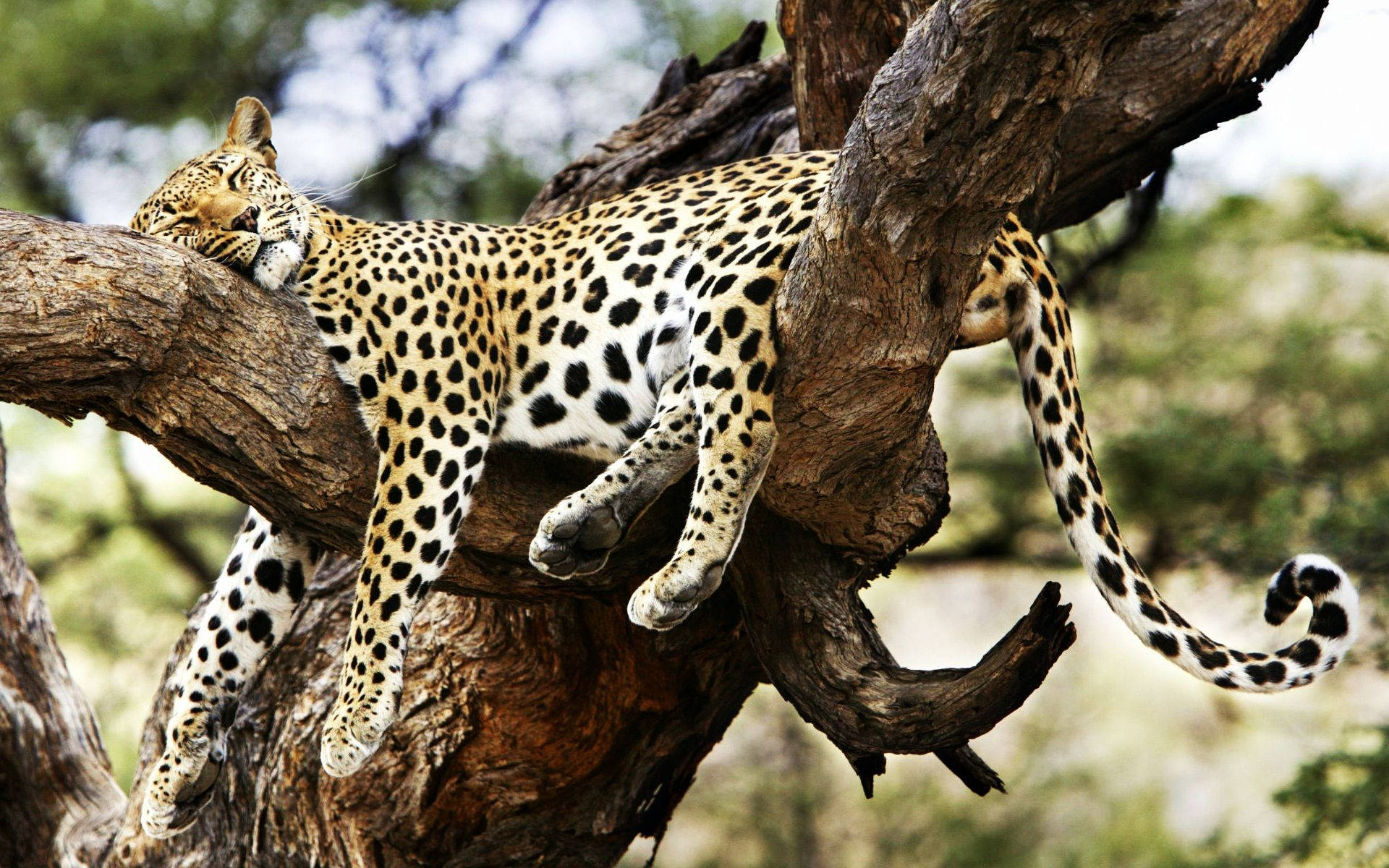 Sleeping Cheetah On A Tree Background