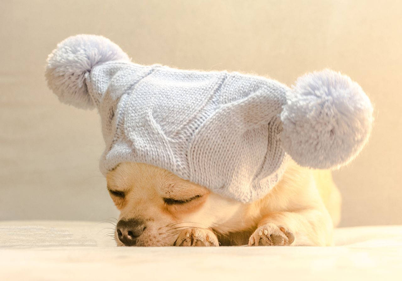 Sleeping Chihuahua Dog With A Knitted Bonnet