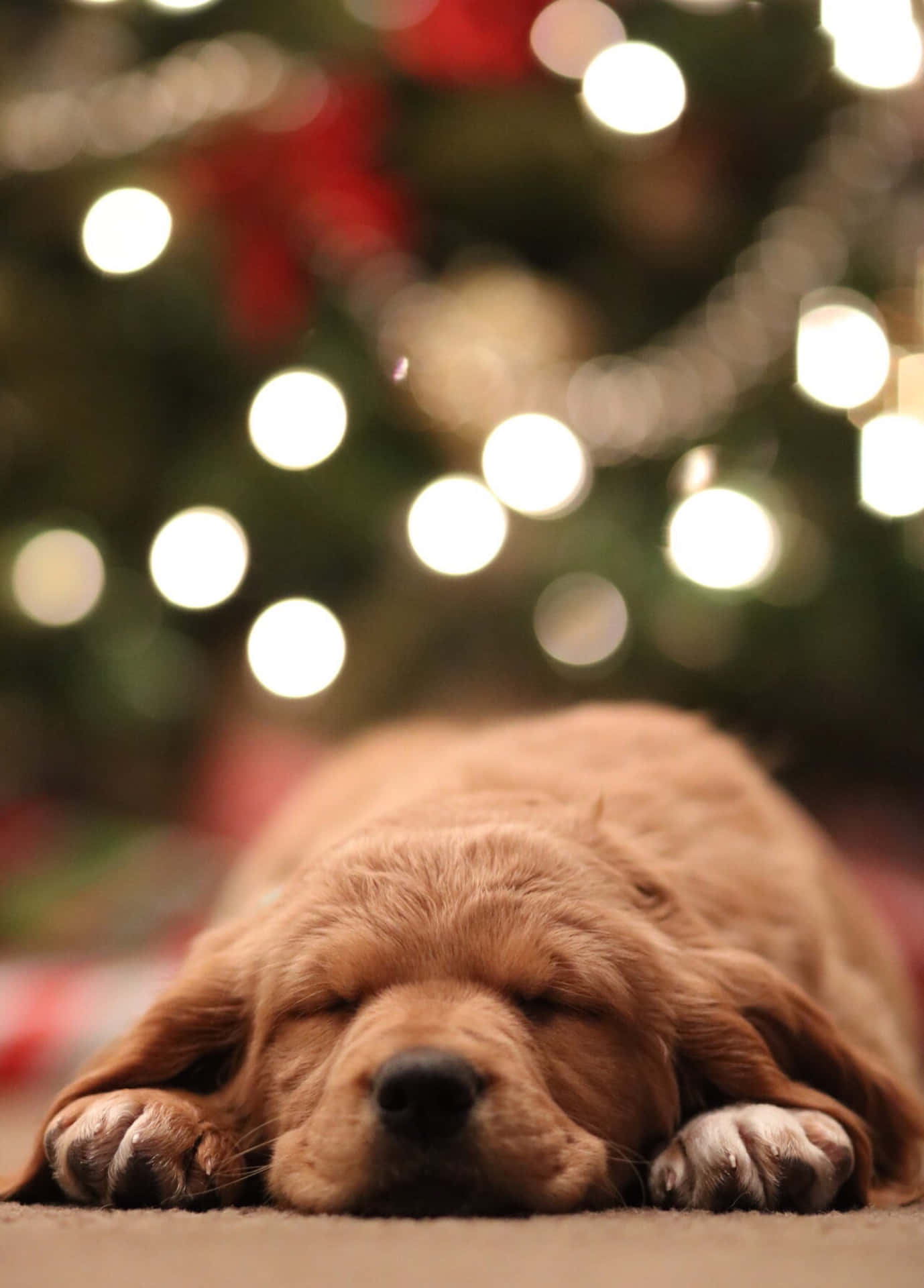 Sleeping Christmas Dog Background
