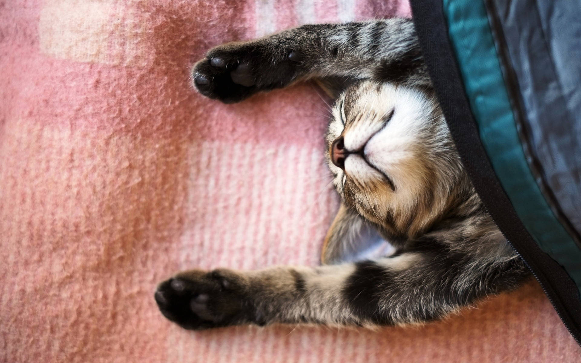 Sleeping Cool Cat Background