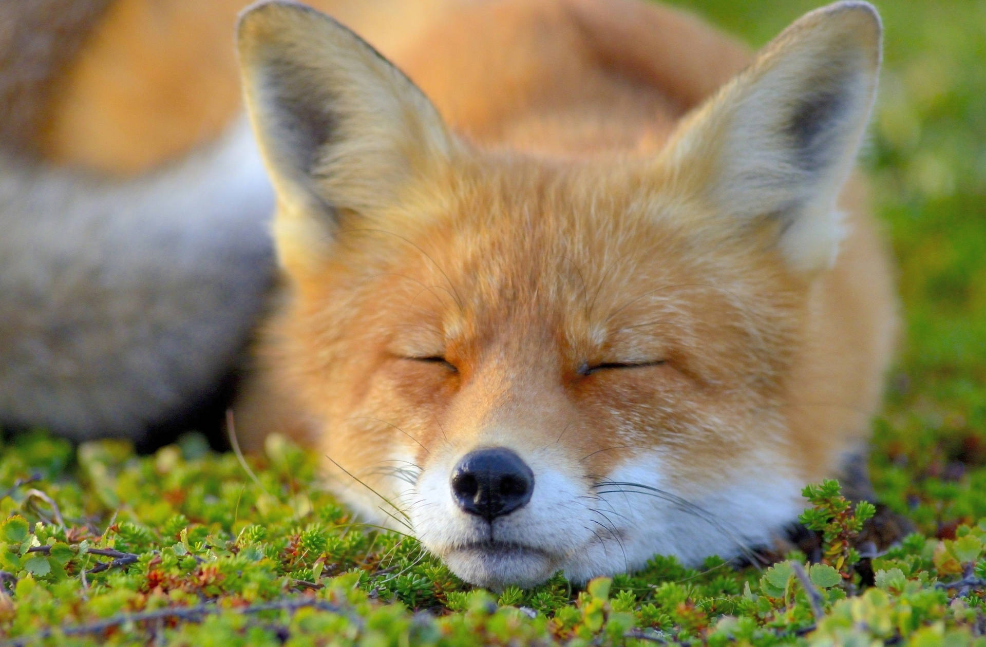 Sleeping Cute Fox Background