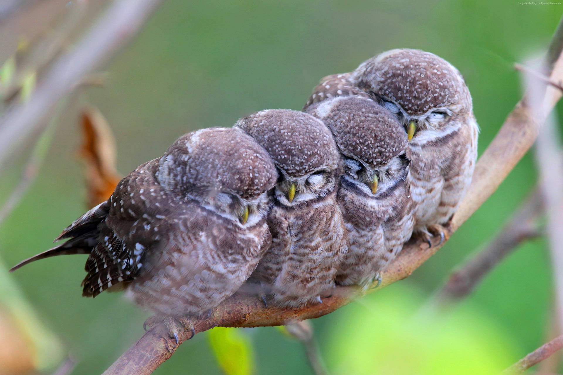 Sleeping Cute Owls