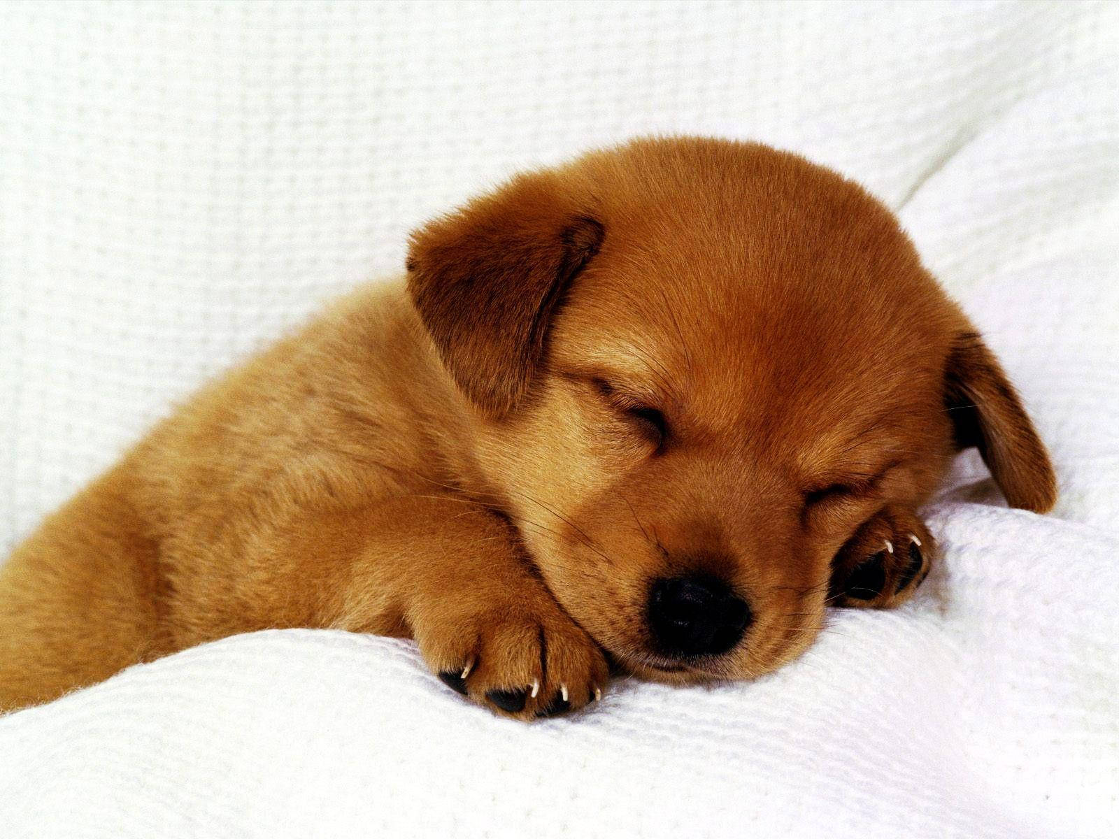 Sleeping Cute Puppy Background