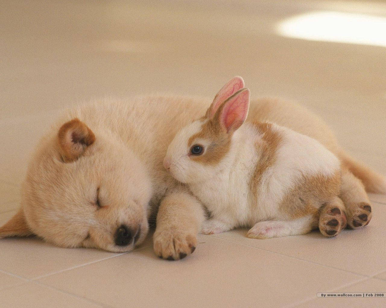 Sleeping Cute Puppy With Bunny Background