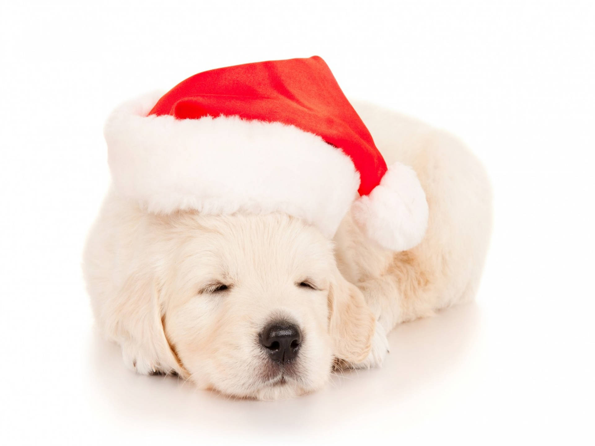 Sleeping Cute Santa Puppy Background