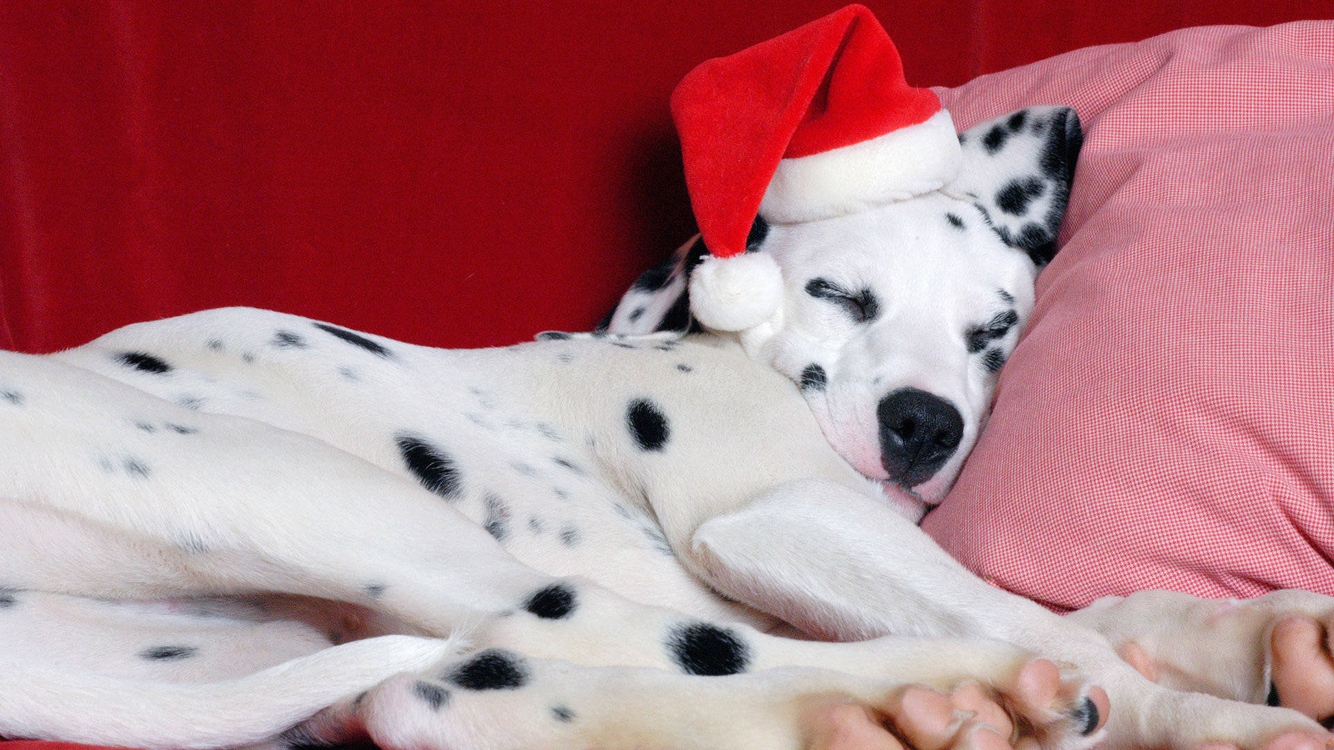 Sleeping Dalmatian In Christmas Hat Background