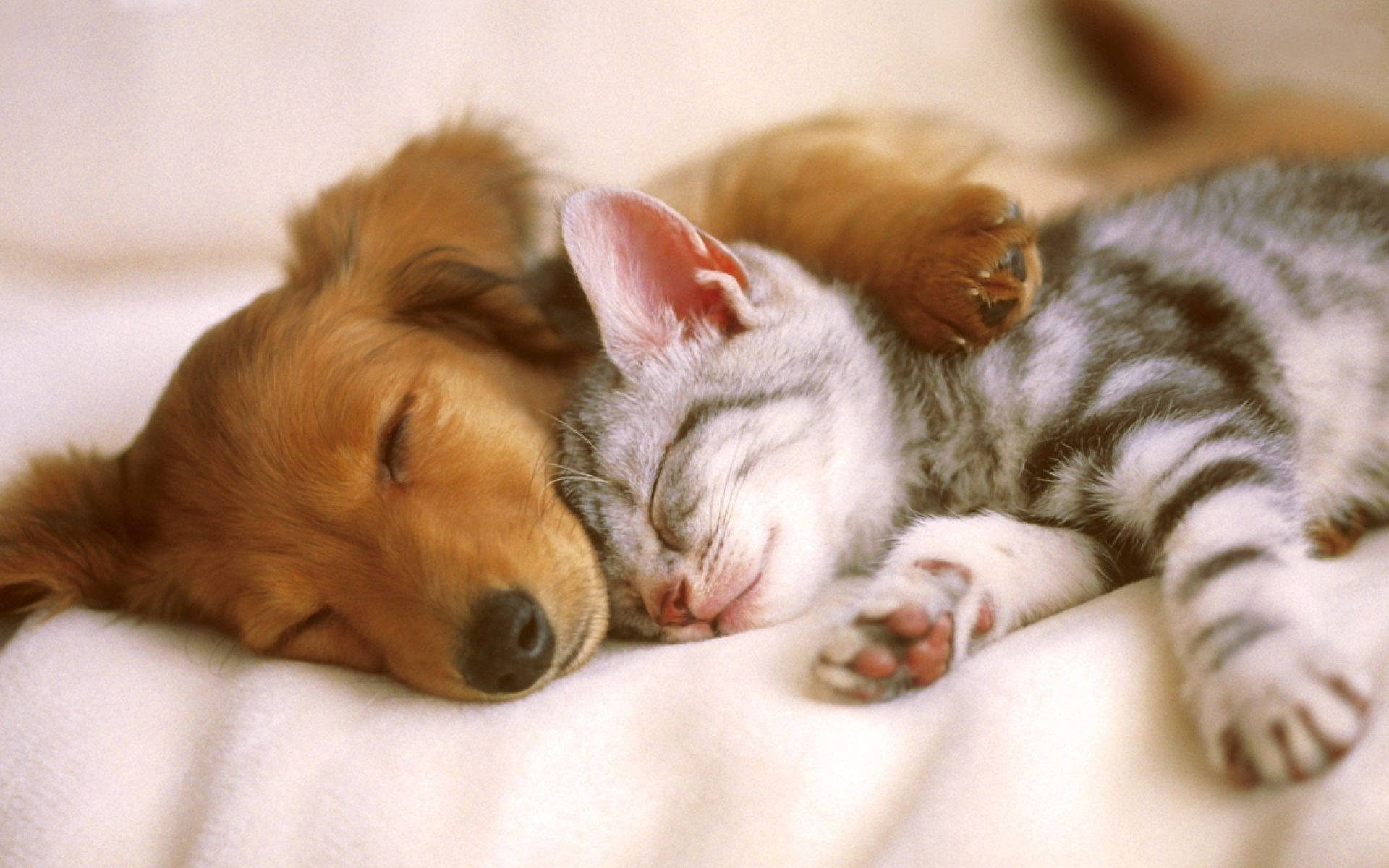 Sleeping Dog And Cat