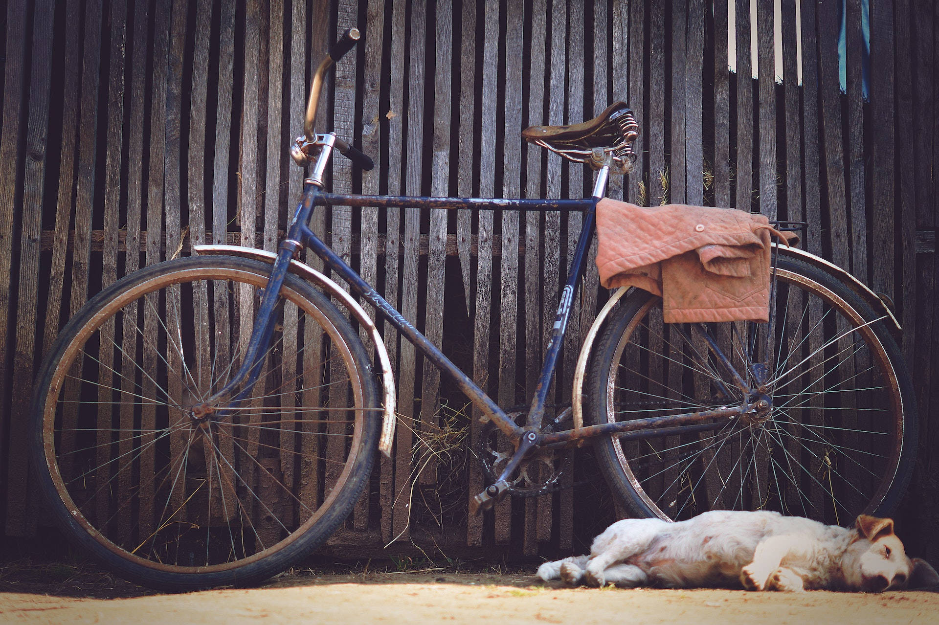 Sleeping Dog Beside A Bicycle