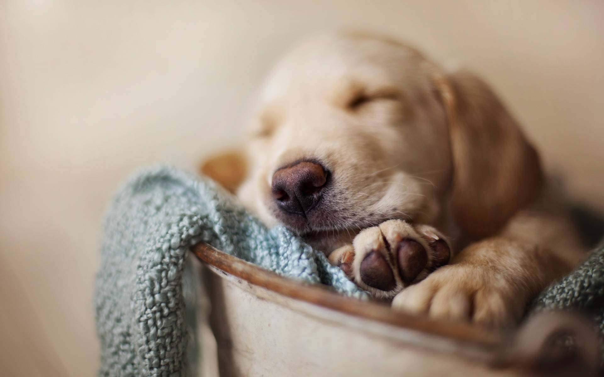 Sleeping Dog Focusing Nose And Paw