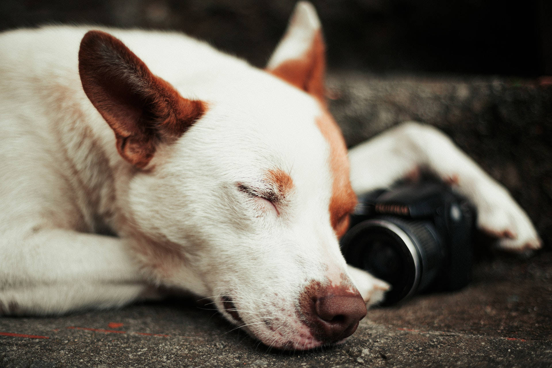 Sleeping Dog Holding A Camera