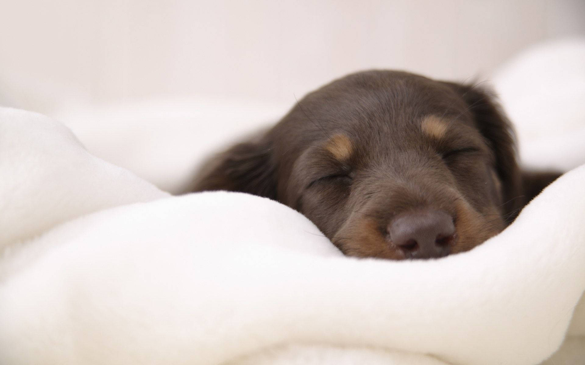 Sleeping Dog In A White Blanket