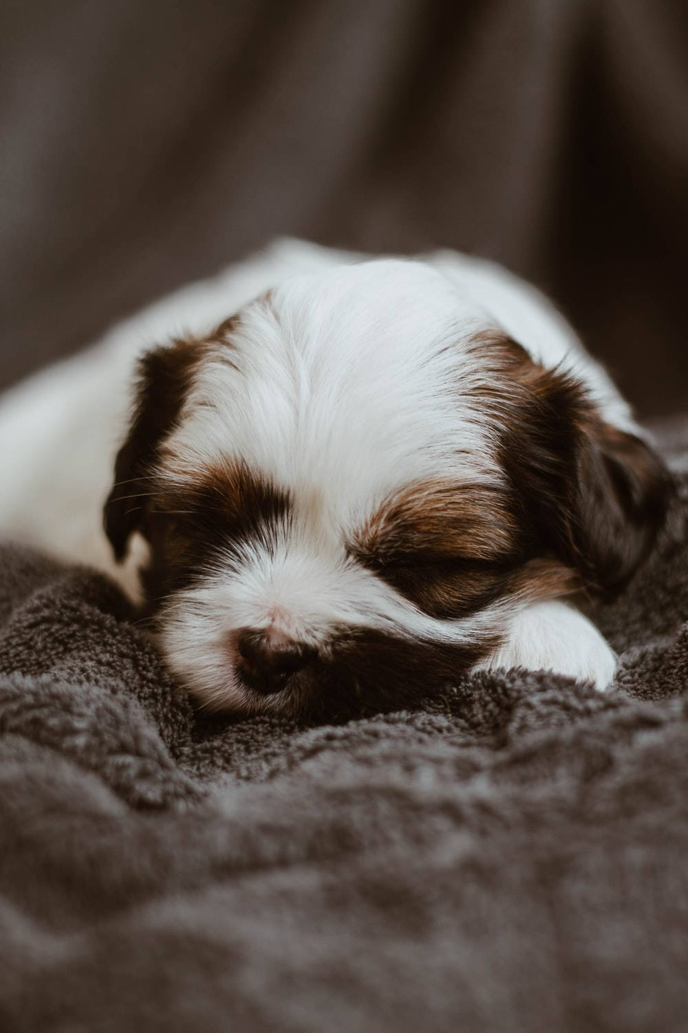 Sleeping Dog In Grey Blanket