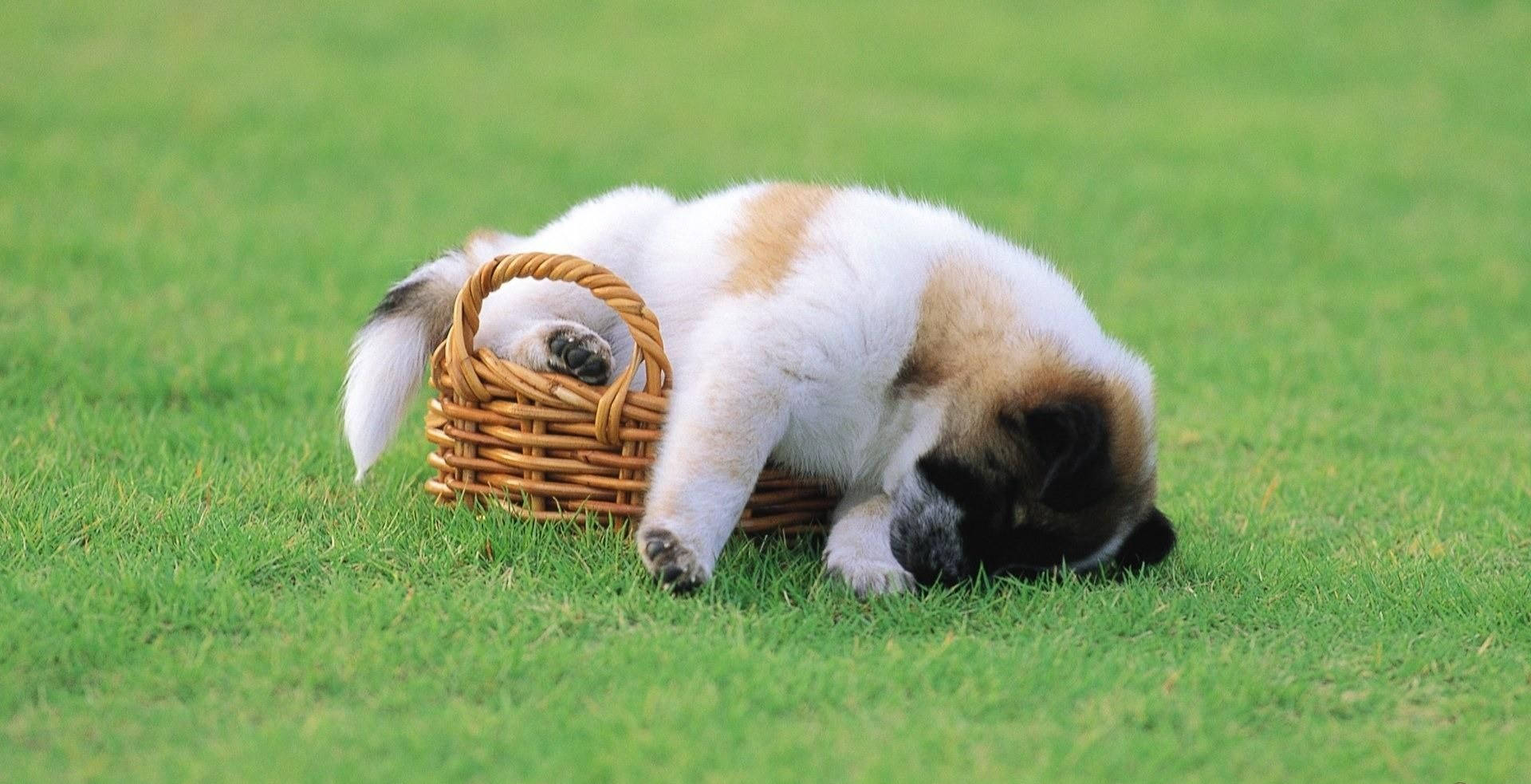 Sleeping Dog In The Field Background