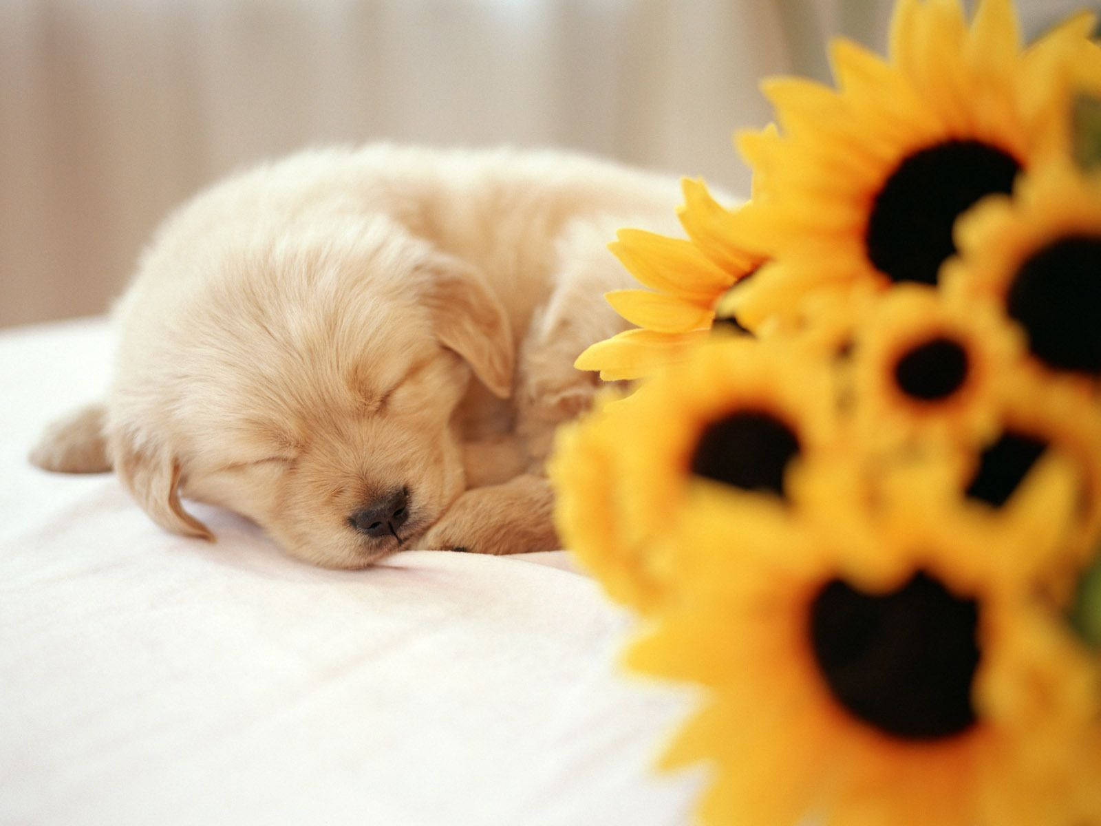 Sleeping Dog Near Sunflowers