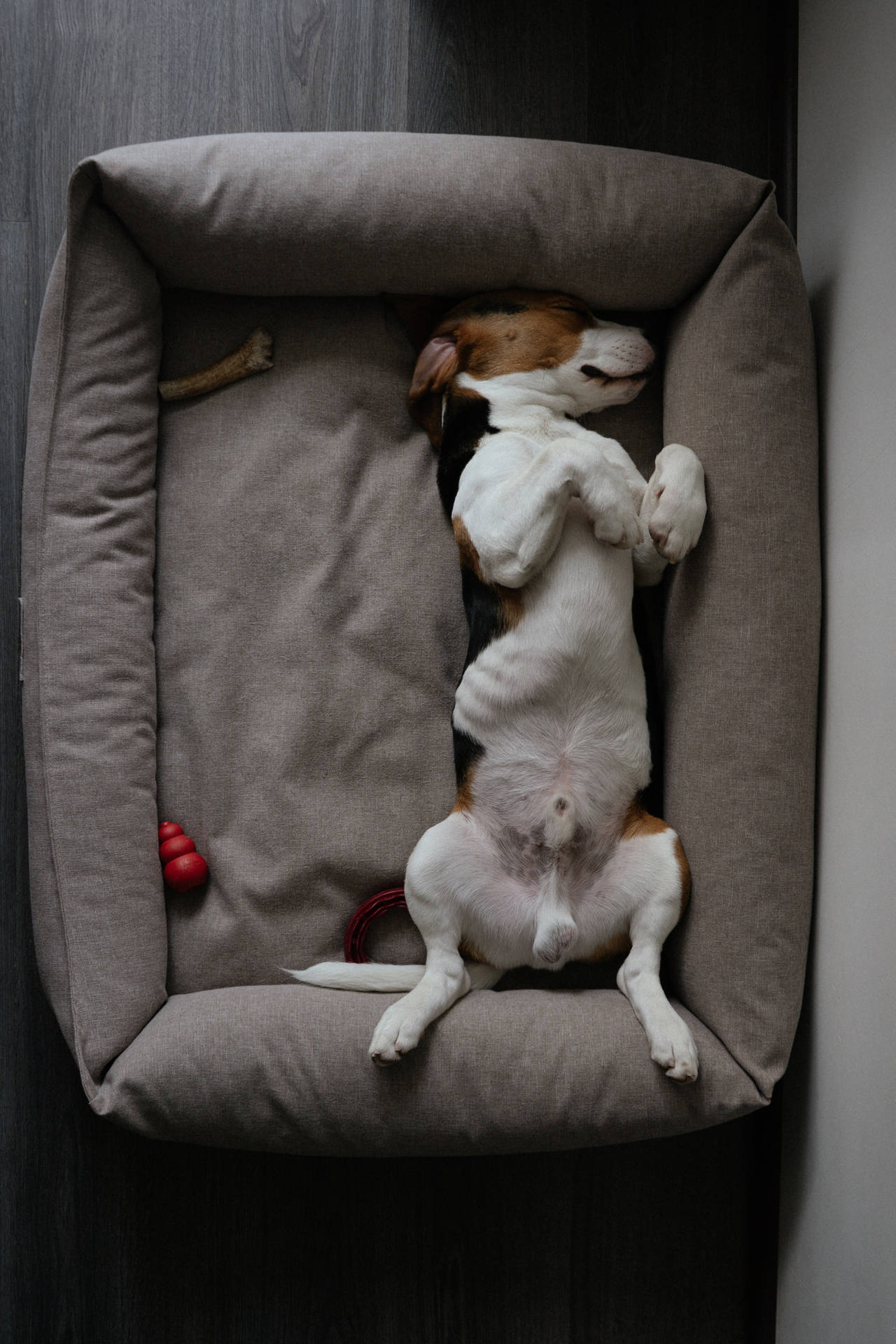 Sleeping Dog On Its Bed