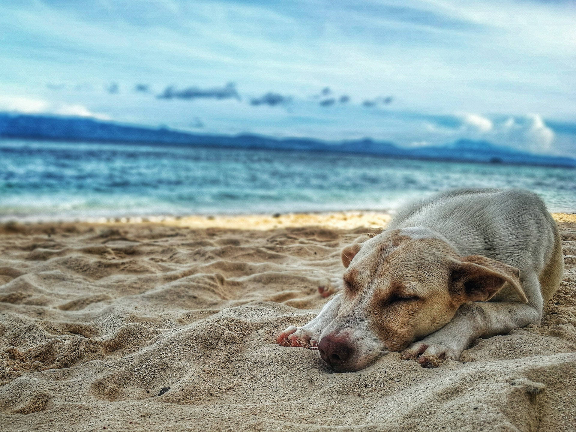 Sleeping Dog On The Beach