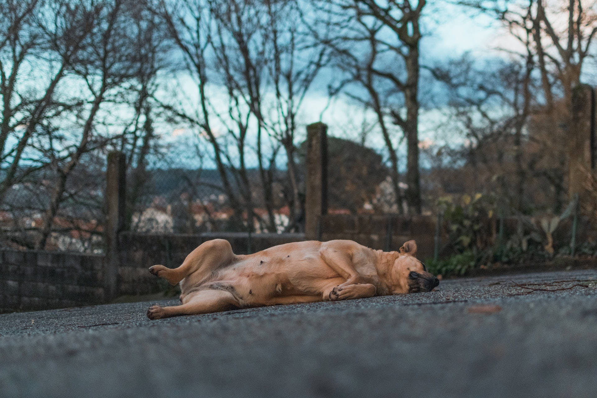 Sleeping Dog On The Street