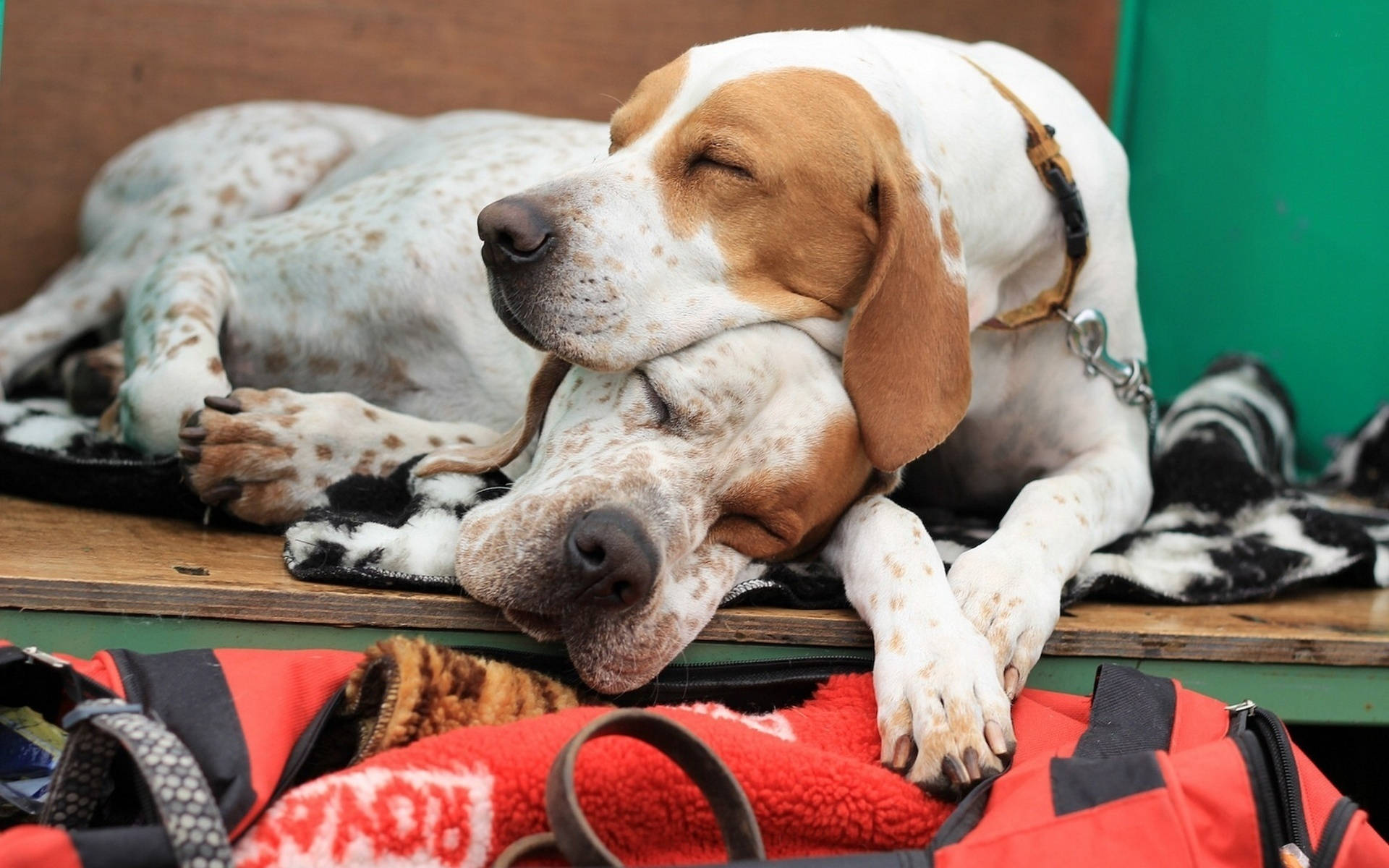 Sleeping Dogs With Lace Collar Background