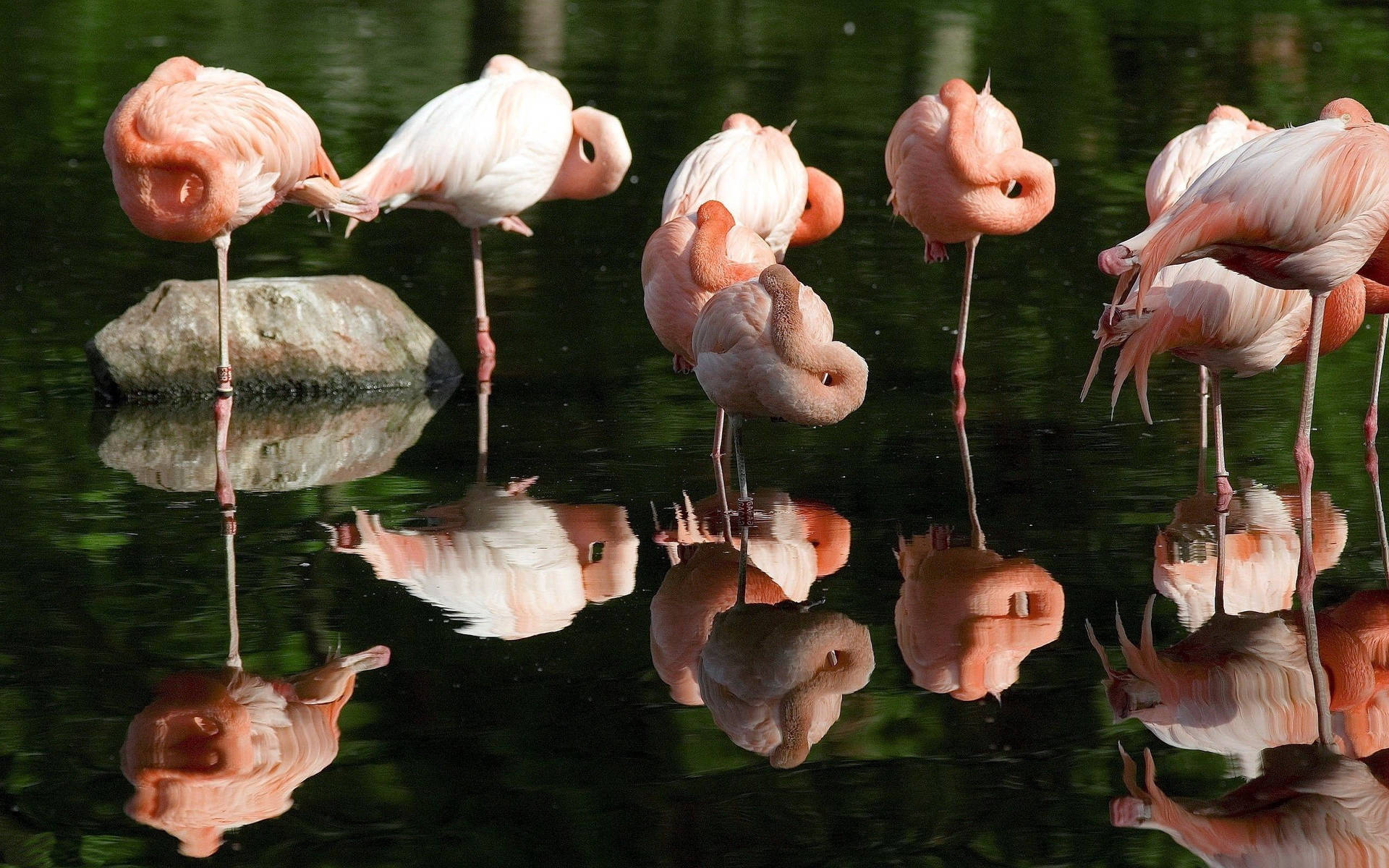 Sleeping Flock Of Flamingos Background