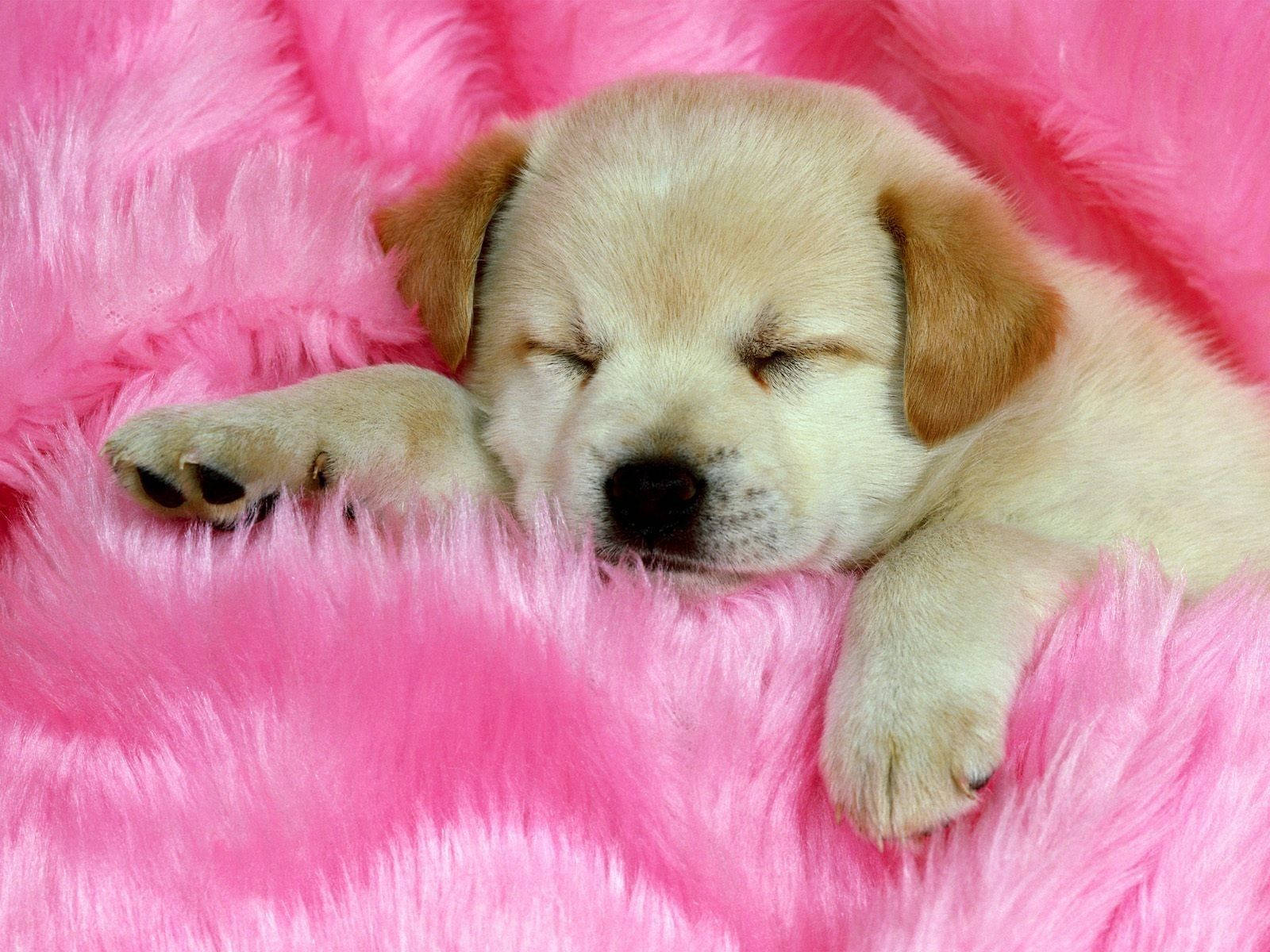 Sleeping Golden Retriever Dog On Pink Fur