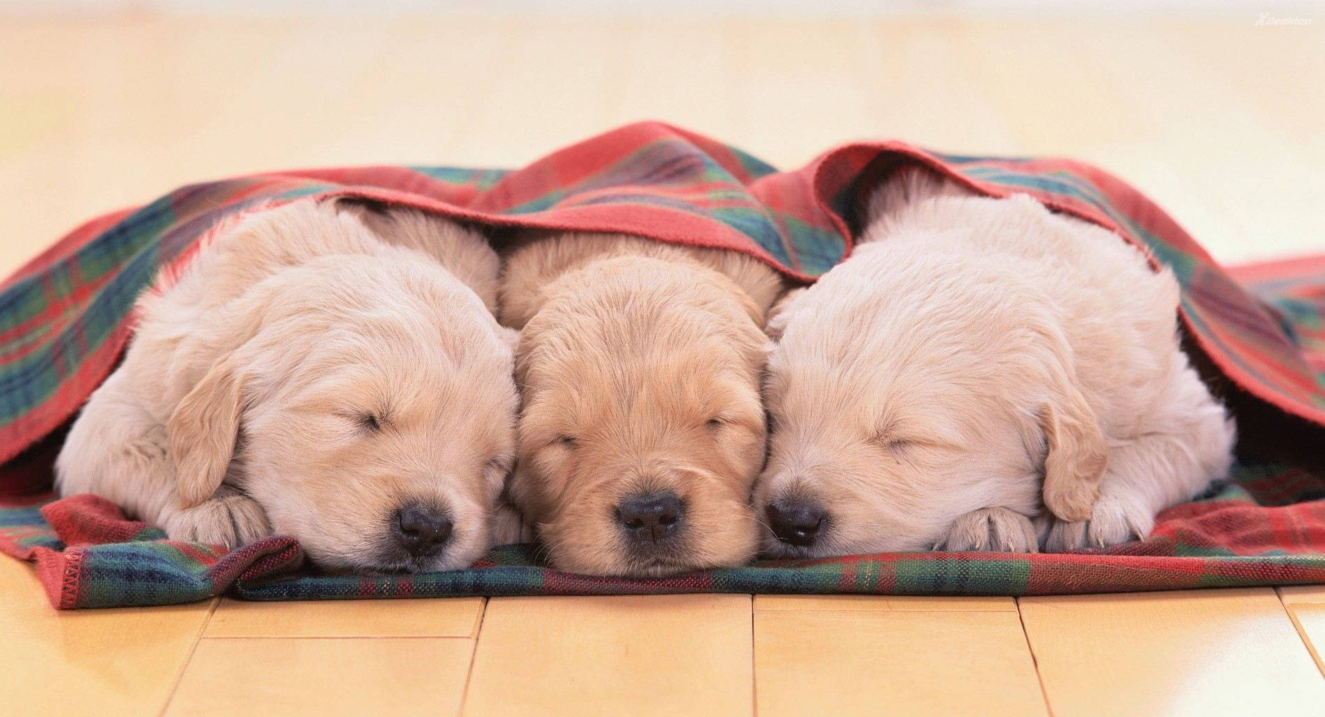 Sleeping Golden Retriever Dogs With Checkered Blanket Background