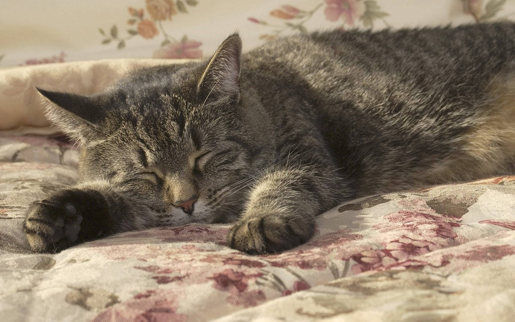 Sleeping Grey Cat