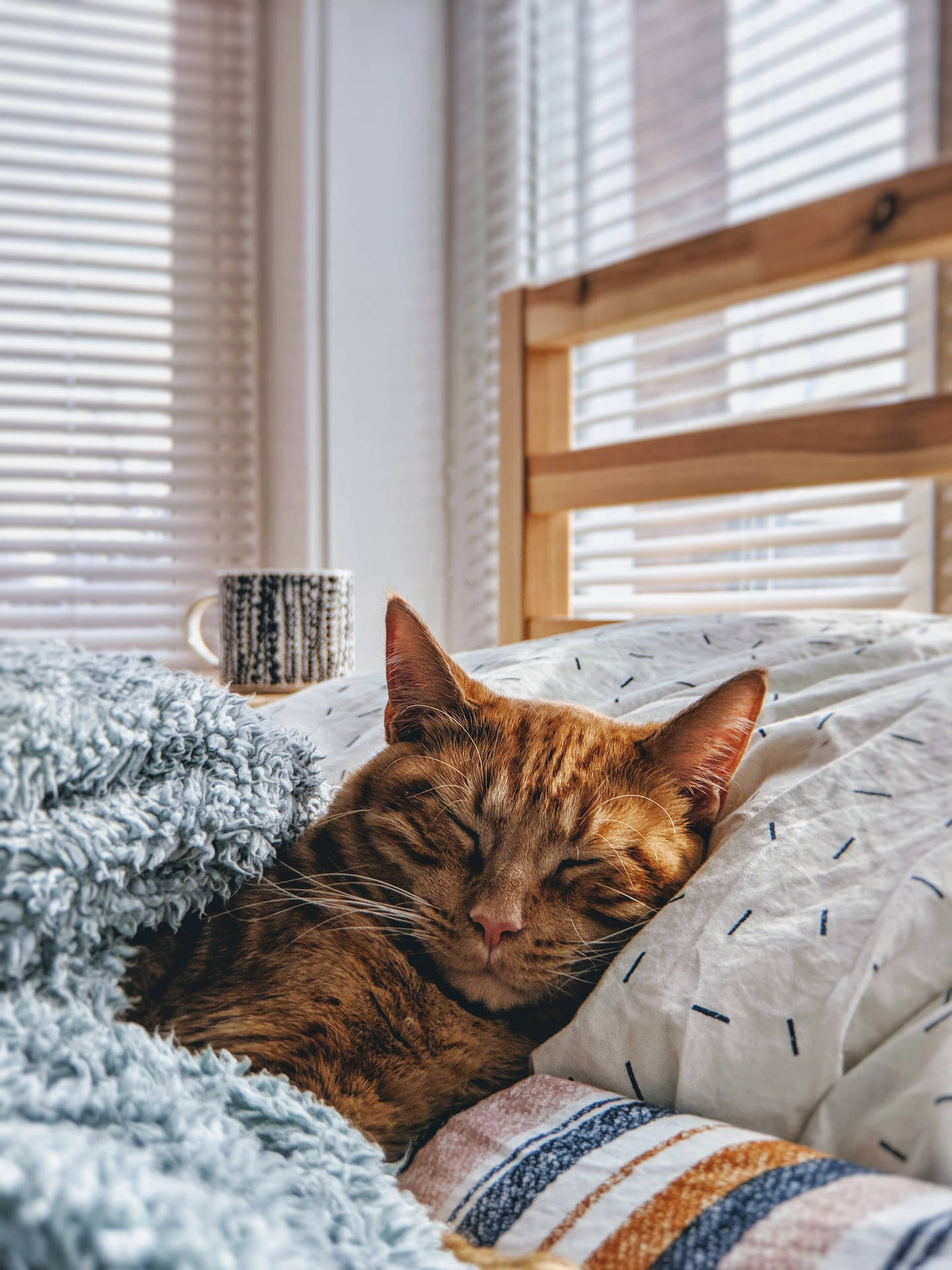 Sleeping Home Cat Background