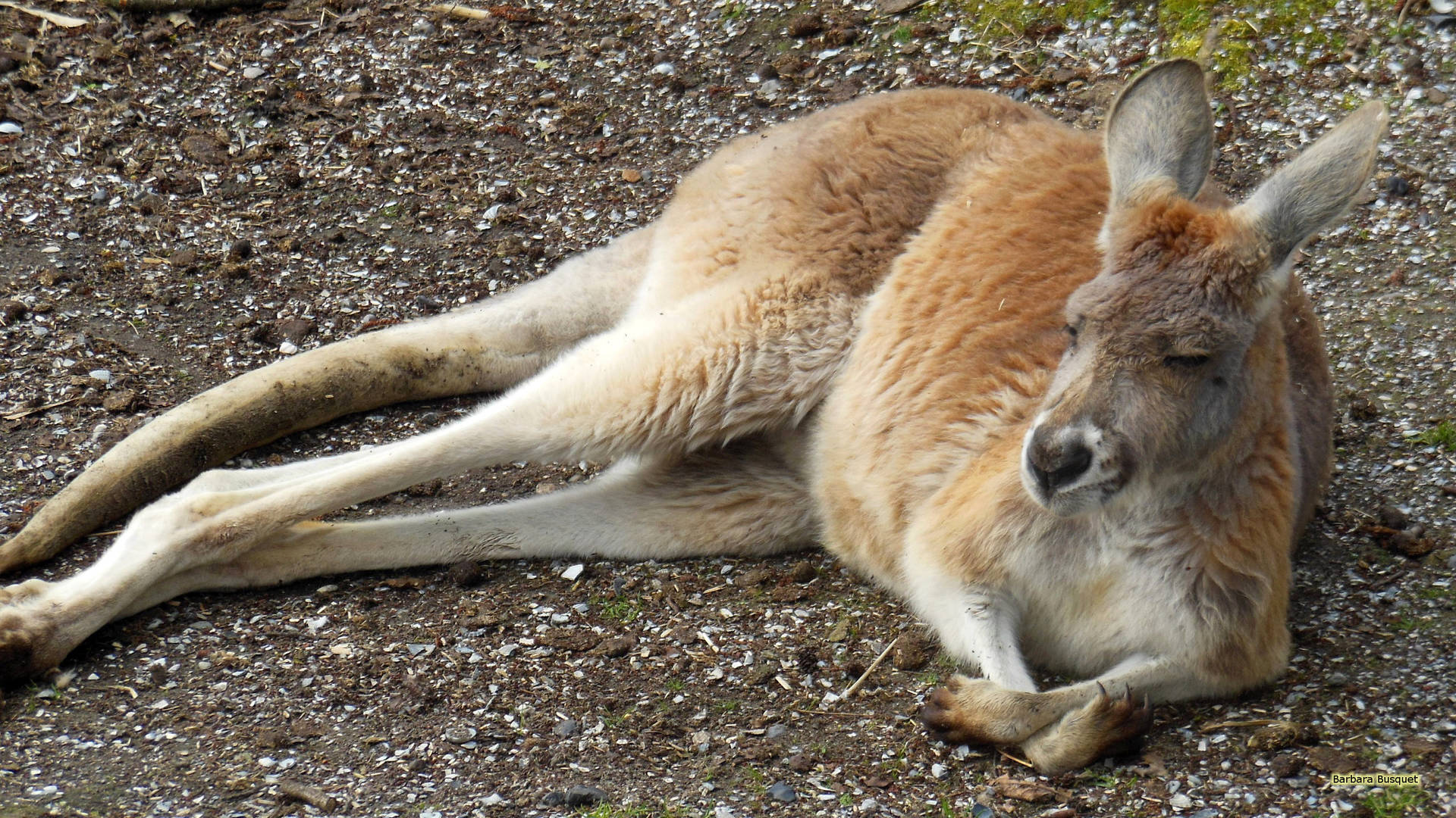 Sleeping Kangaroo Background