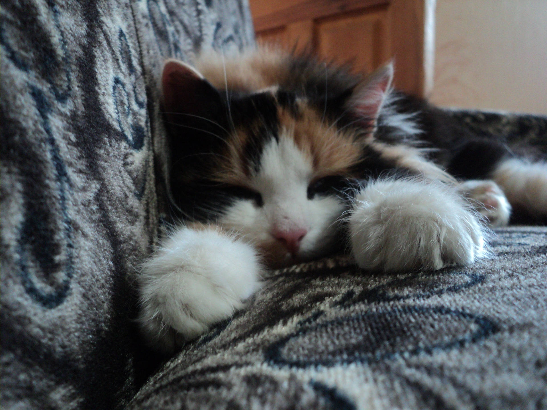 Sleeping Kitten On A Sofa Background
