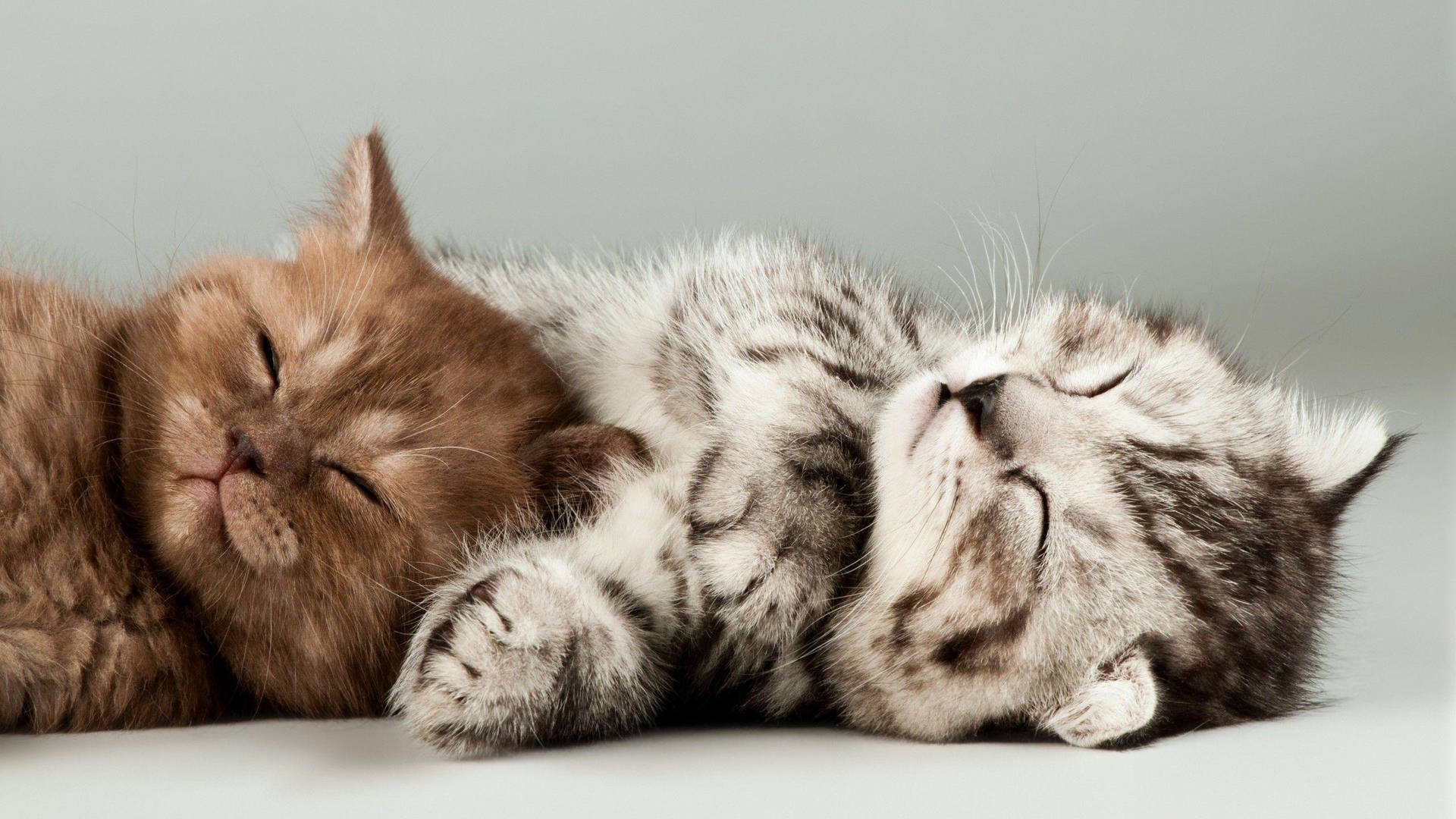 Sleeping Kittens Cuddling Together Background