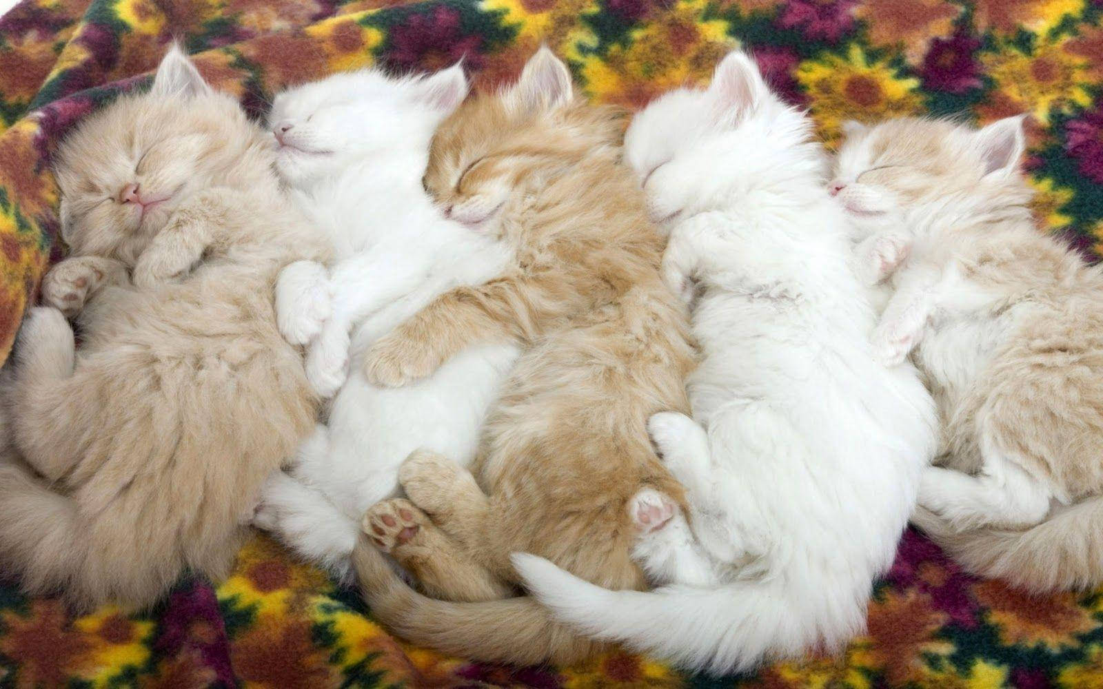 Sleeping Kittens Pile Cuteness Overload.jpg Background