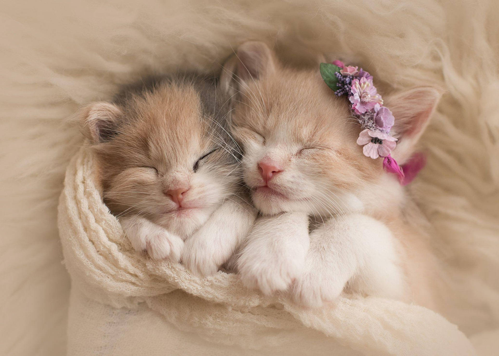 Sleeping Kittensin Blanket Background