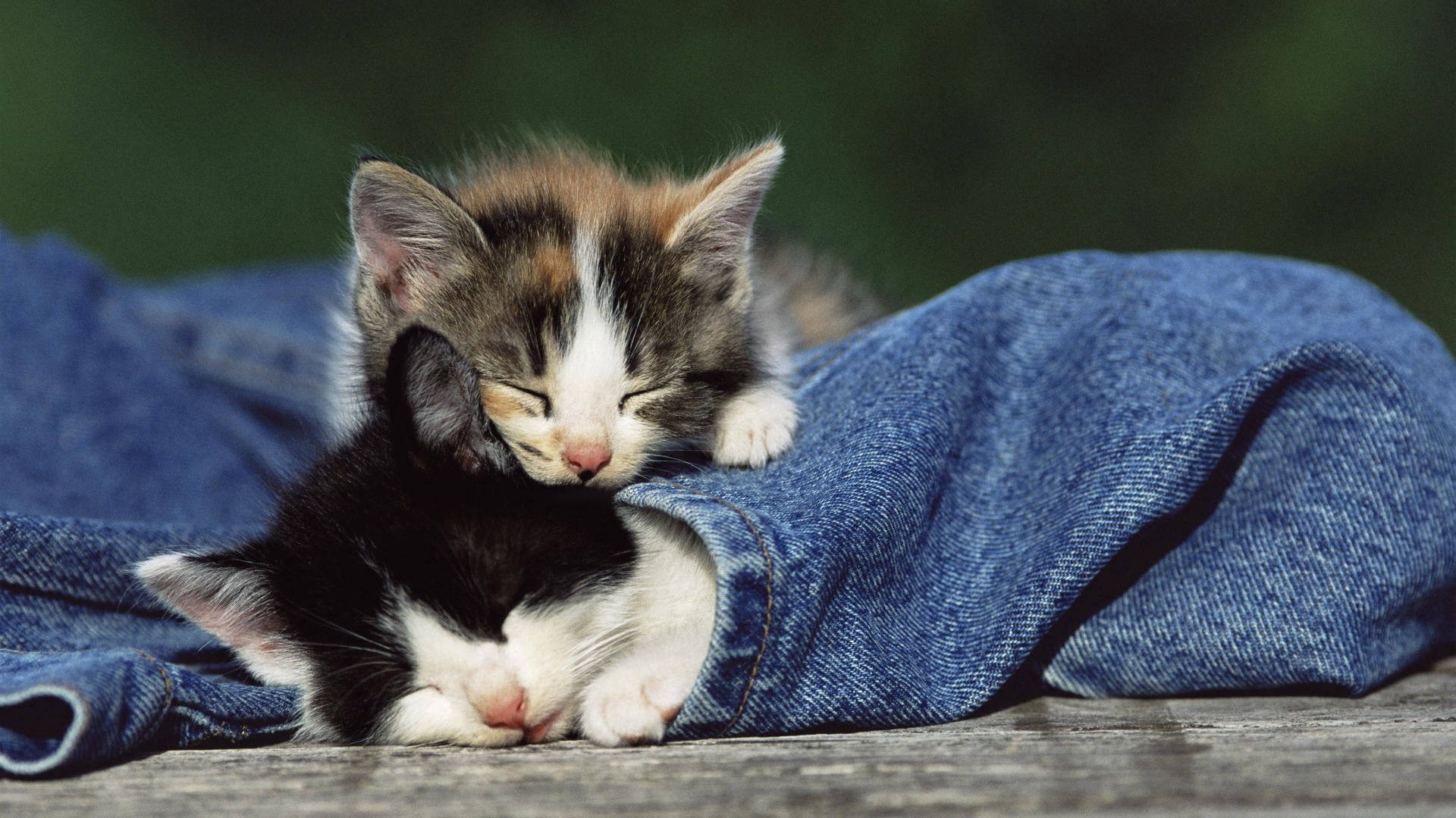 Sleeping Kittenson Blue Jeans Background