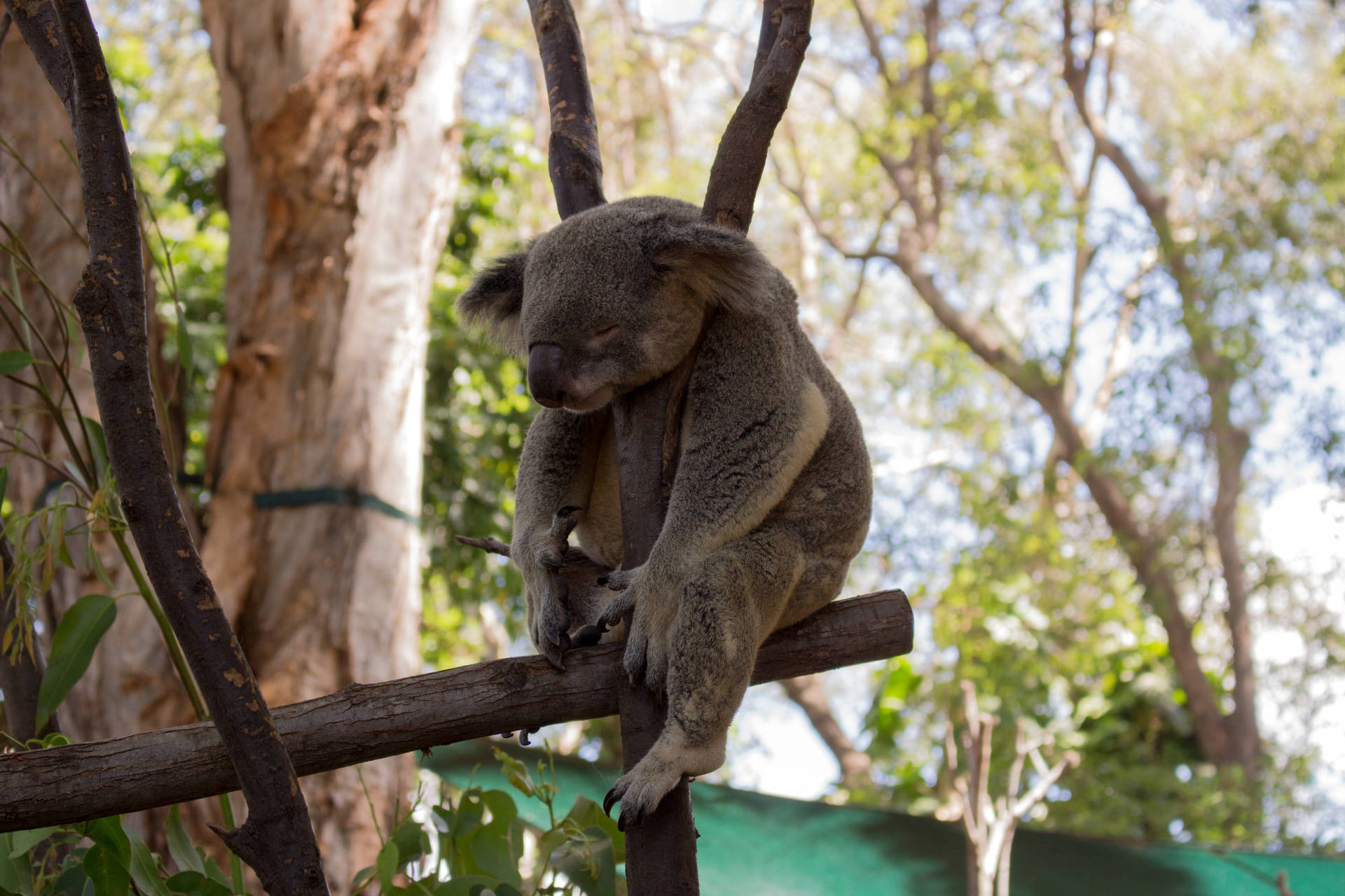 Sleeping Koala Bear Background